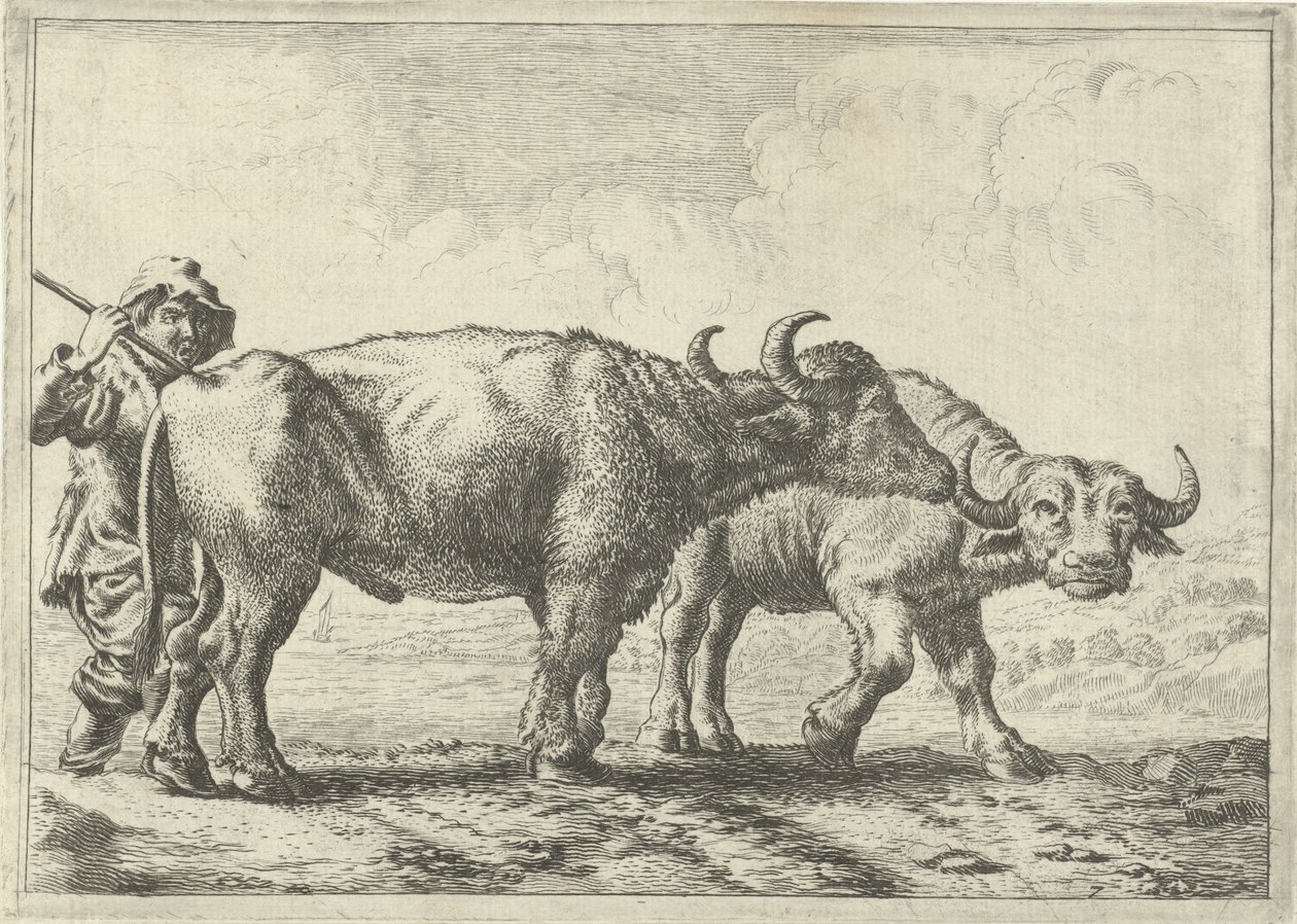 Due bufali e un mandriano da Pieter van Laer