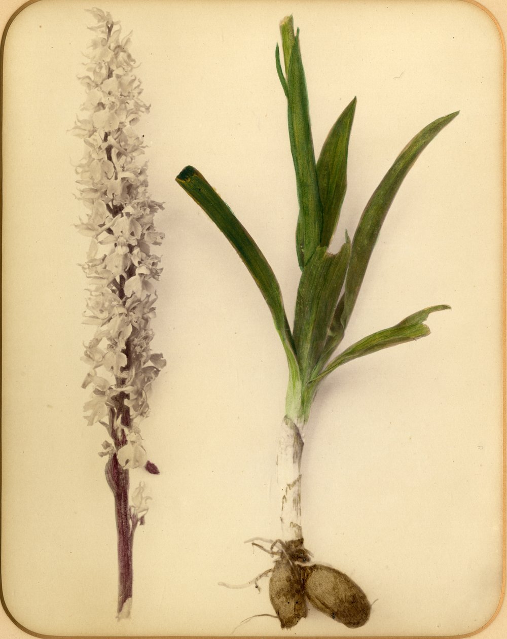 Fiore e bulbo, 1870s da Pietro Guidi