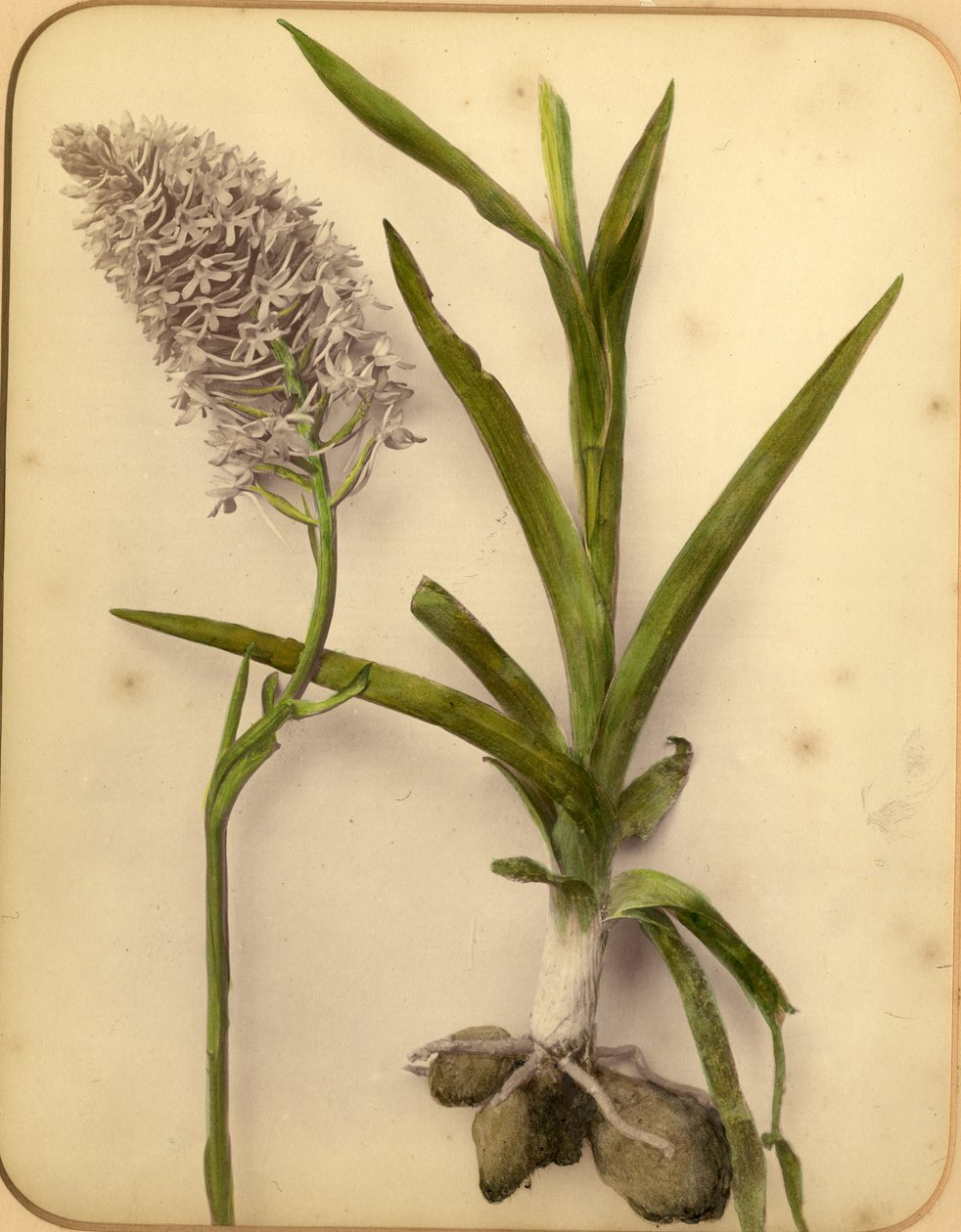 Fiori e bulbo, 1870s da Pietro Guidi