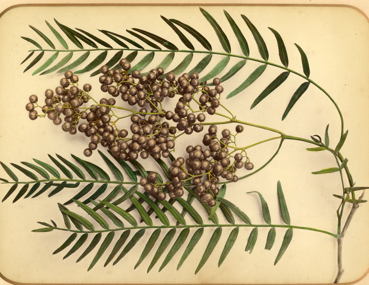 Fiori viola, 1870s da Pietro Guidi