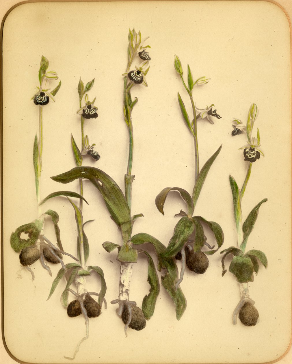 Orchidea selvatica, anni 1870 da Pietro Guidi