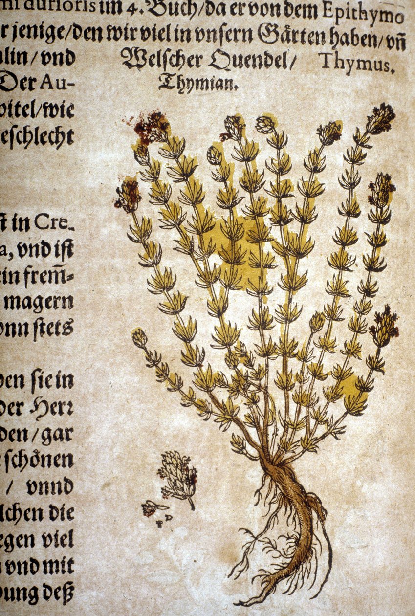 Timo (Thymus) - In "Herbarium Mattioli". da Pietro Andrea Mattioli
