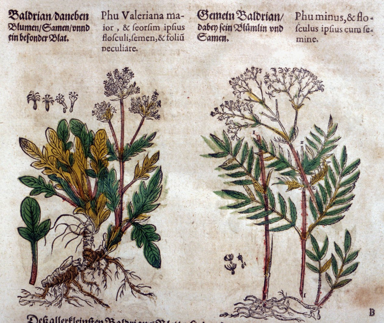 Valeriana: due specie con descrizione della pianta da Pietro Andrea Mattioli