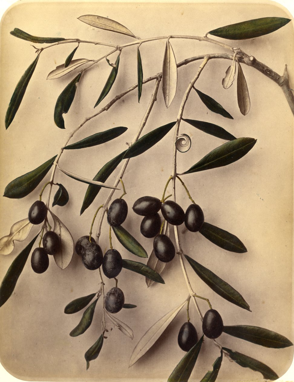 Olive, 1870s da Pietro Guidi