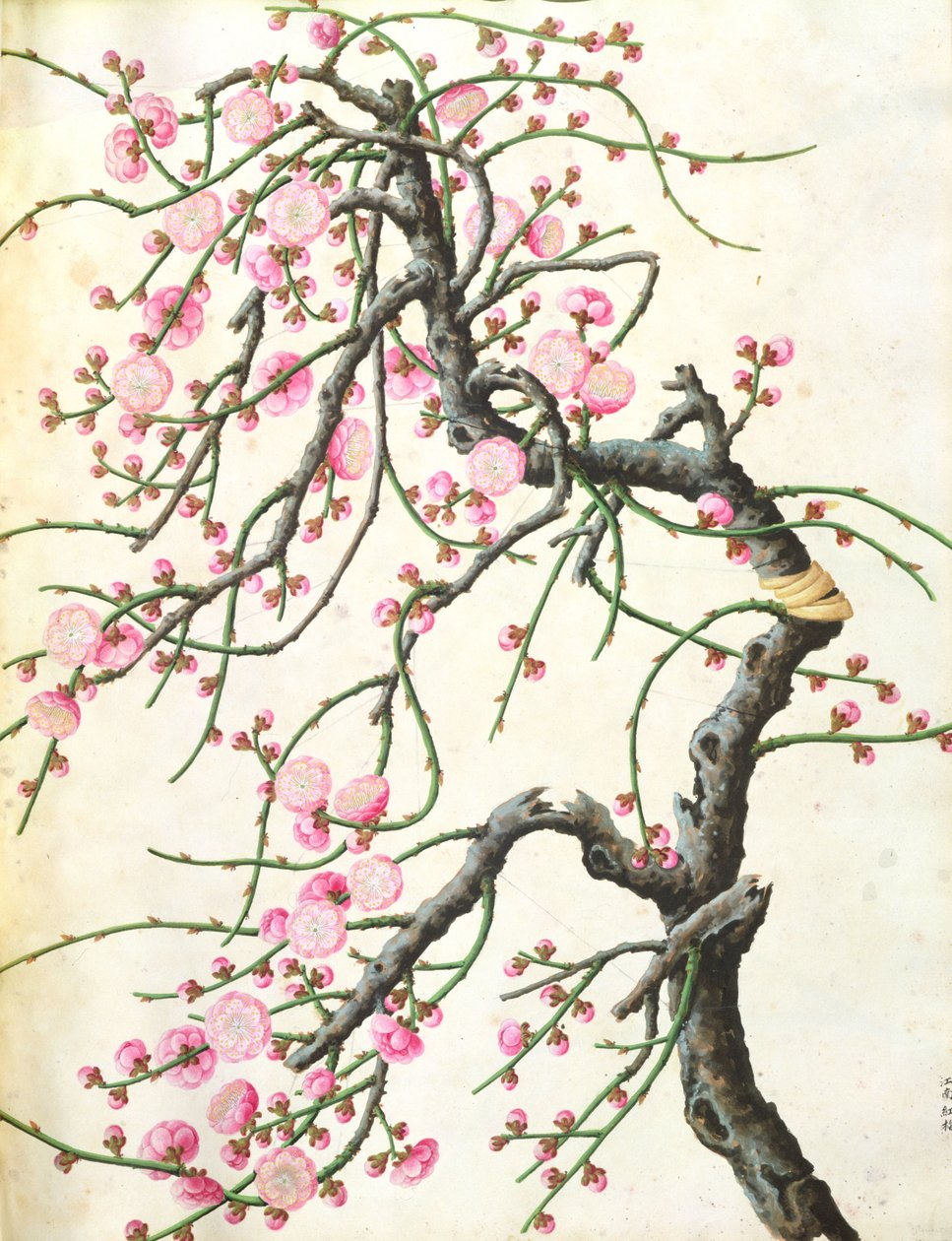 Fiori di pesco da Qing Dynasty Chinese School