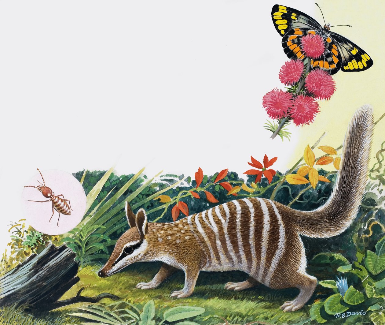 Numbat da R.B. Davis