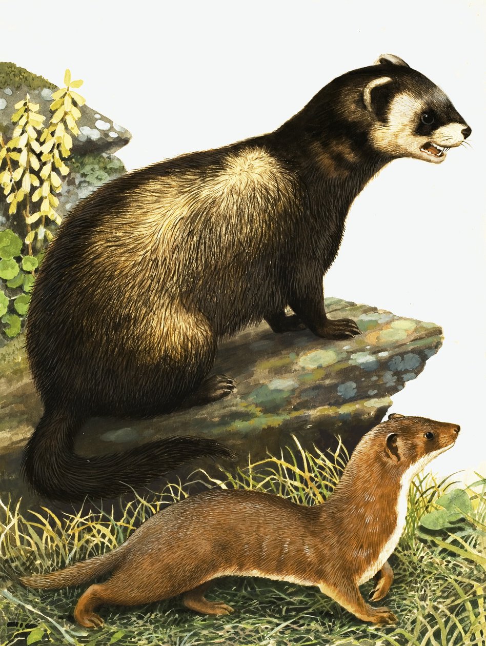 Puzzola e ermellino da R.B. Davis