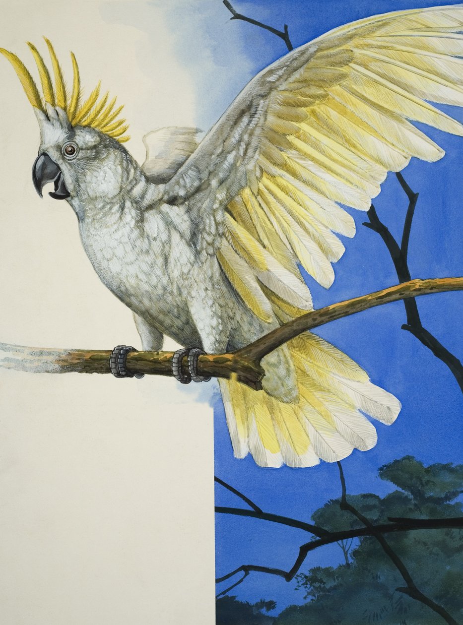 Cacatua dal ciuffo sulfureo (gouache su carta) da R.B. Davis