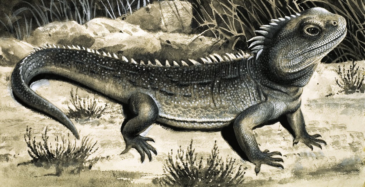La Tuatura da R.B. Davis