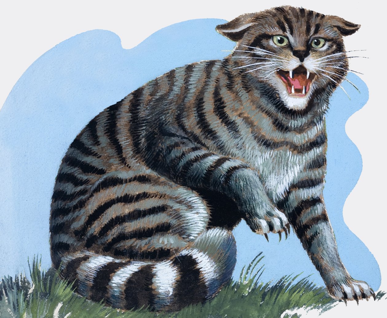 Gatto selvatico, da 