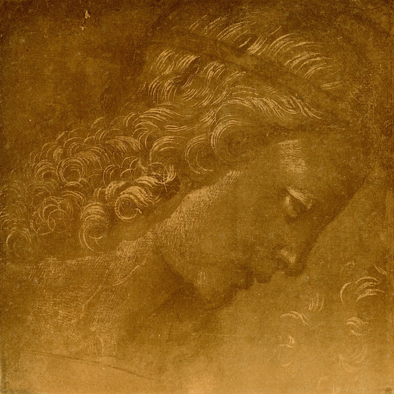 Studio di testa di angelo da Raffaellino del Garbo