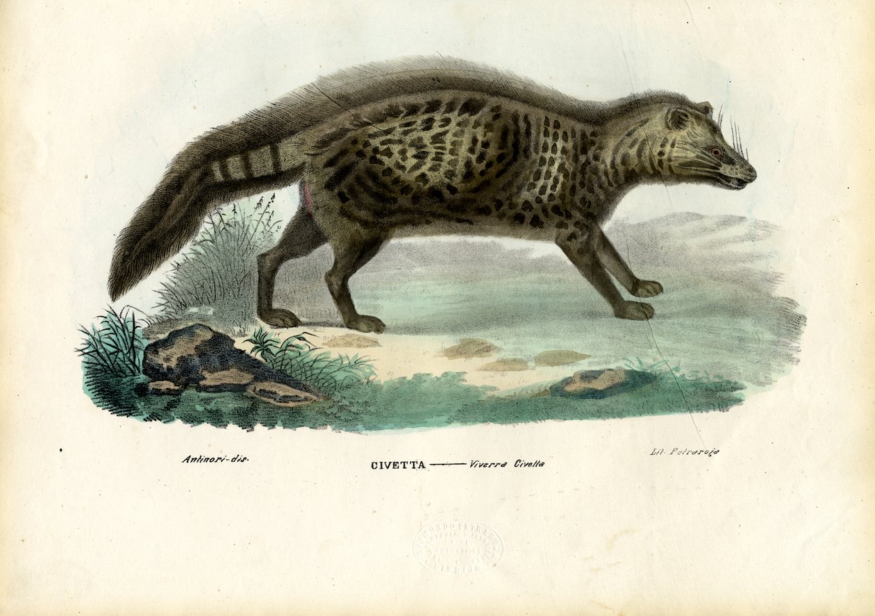 Zibetto africano, 1863-79 da Raimundo Petraroja