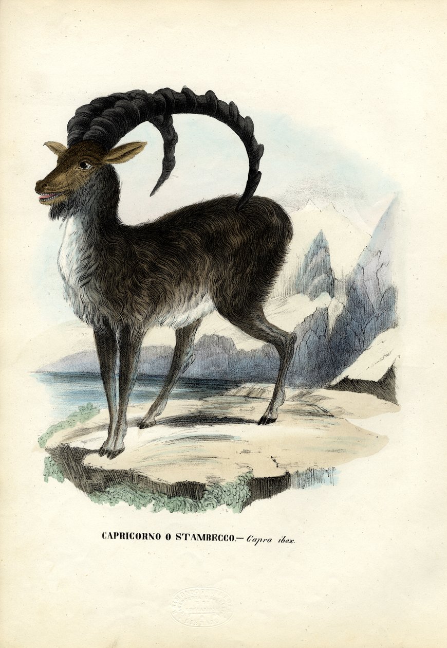 Stambecco alpino, 1863-79 da Raimundo Petraroja