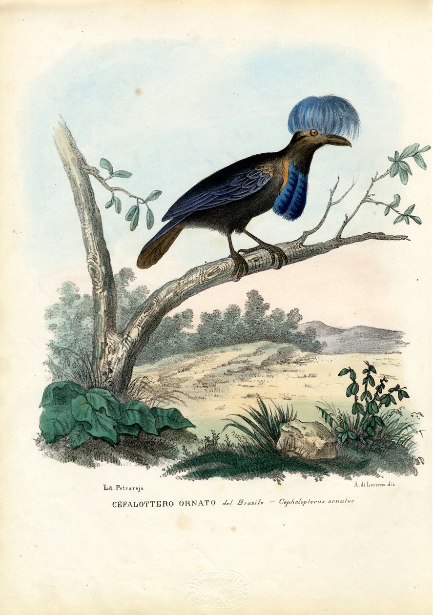 Uccello ombrello amazzonico, 1863-79 da Raimundo Petraroja
