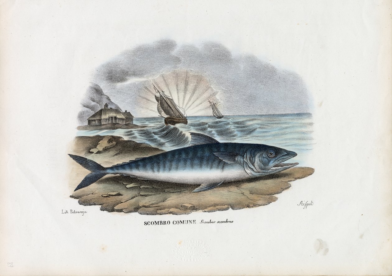Sgombro Atlantico, 1863-79 da Raimundo Petraroja