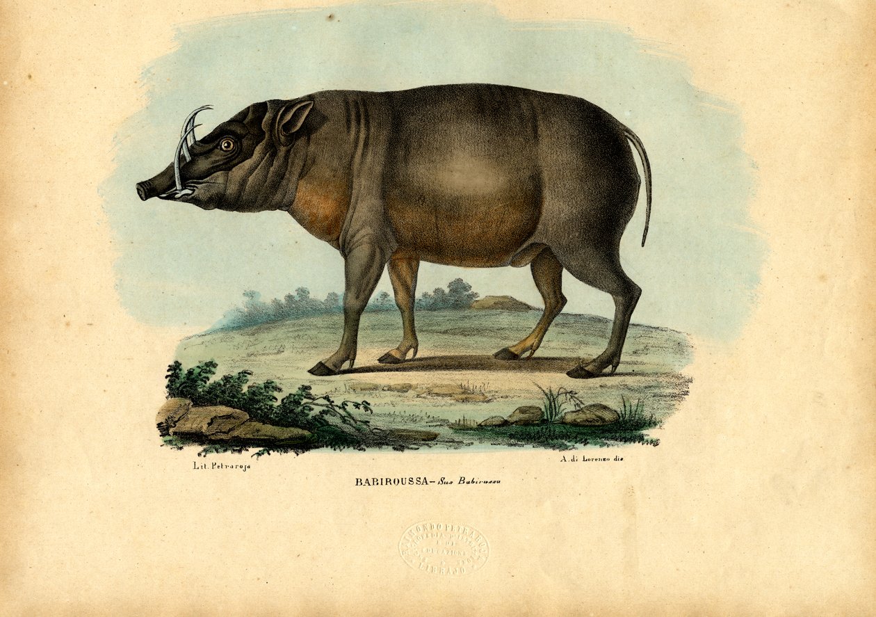 Babirusa da Raimundo Petraroja