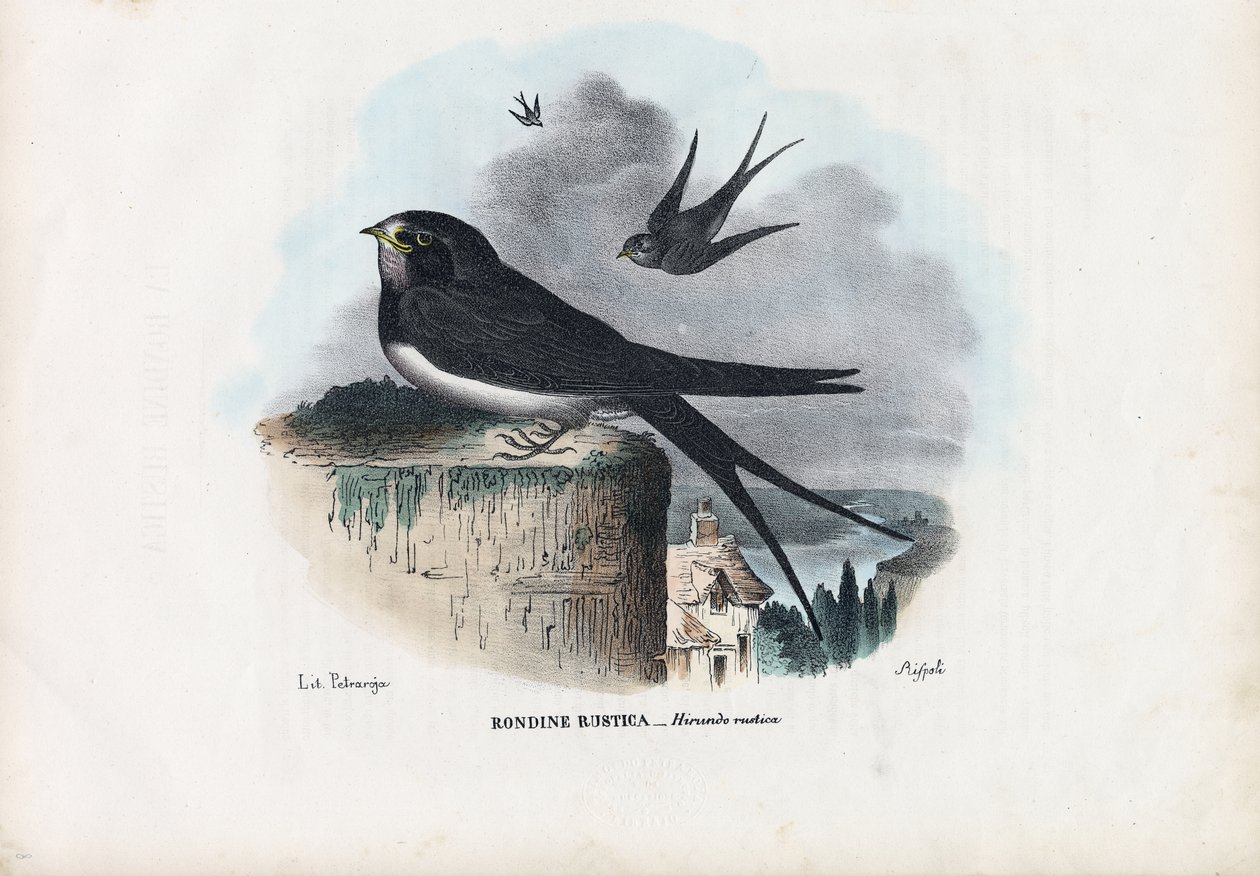 Rondine, 1863-79 da Raimundo Petraroja