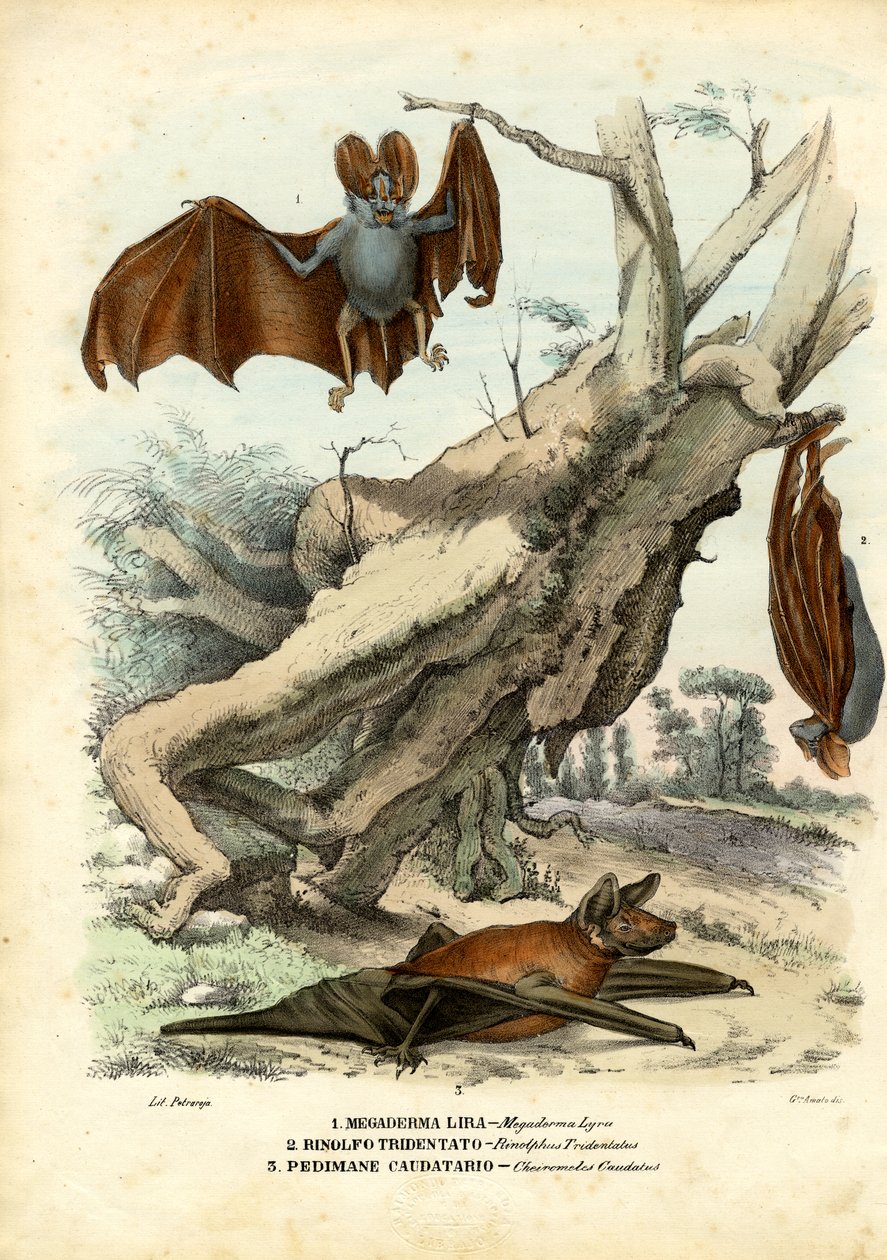 Pipistrelli, 1863-79 da Raimundo Petraroja