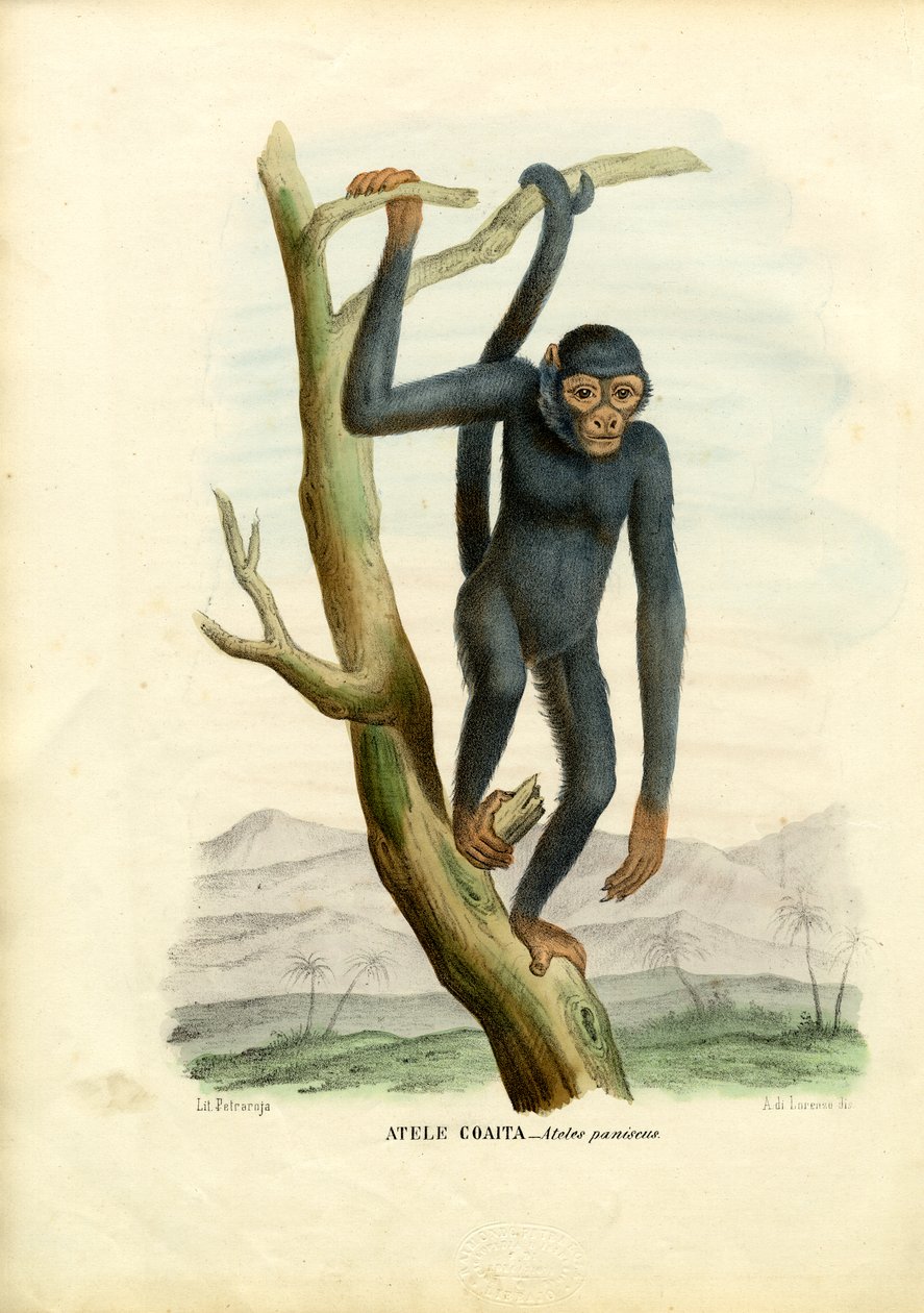 Scimmia ragno nera, 1863-79 da Raimundo Petraroja