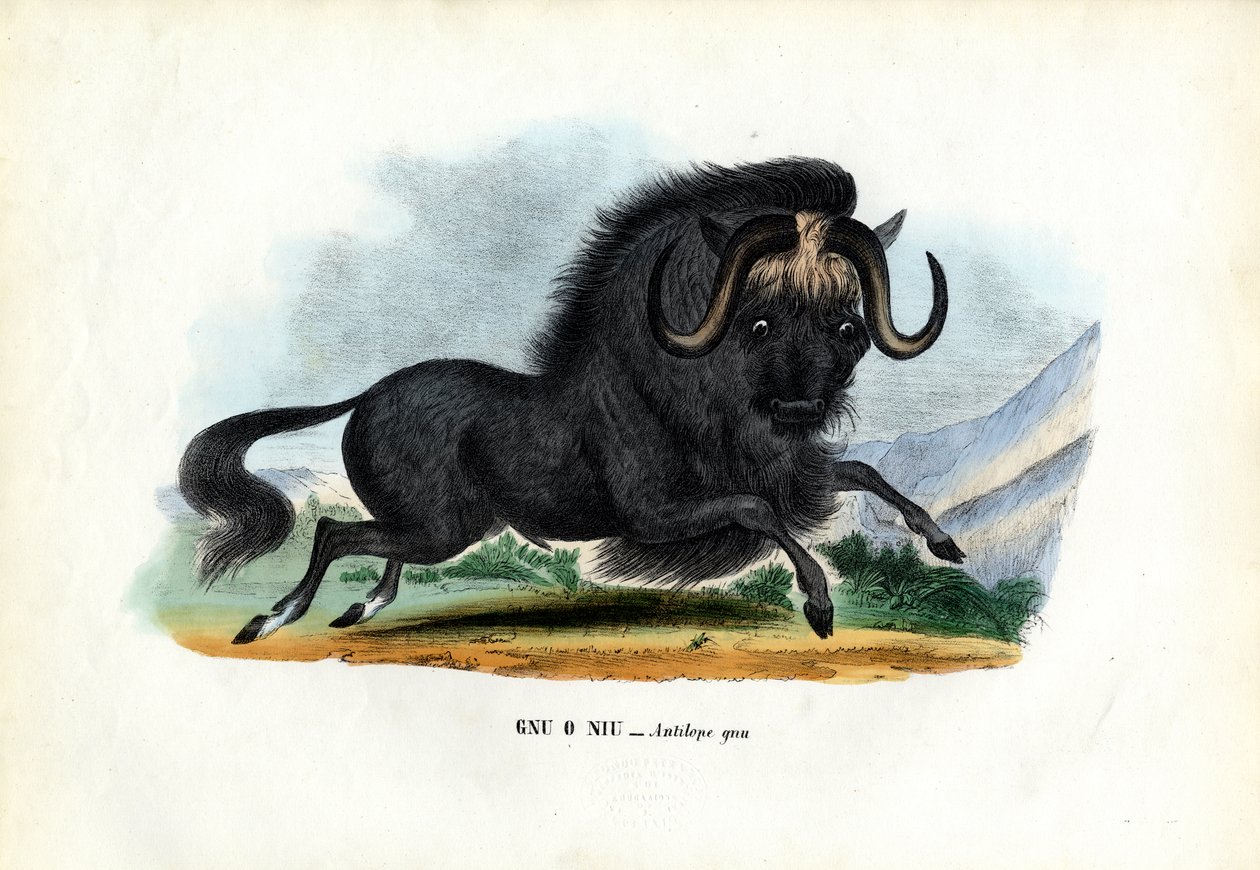 Gnu nero, 1863-79 da Raimundo Petraroja