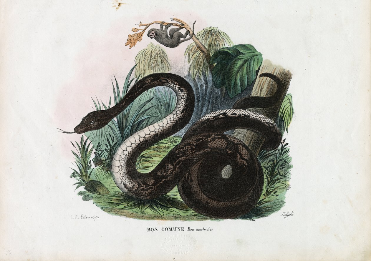 Boa constrictor, 1863-79 da Raimundo Petraroja