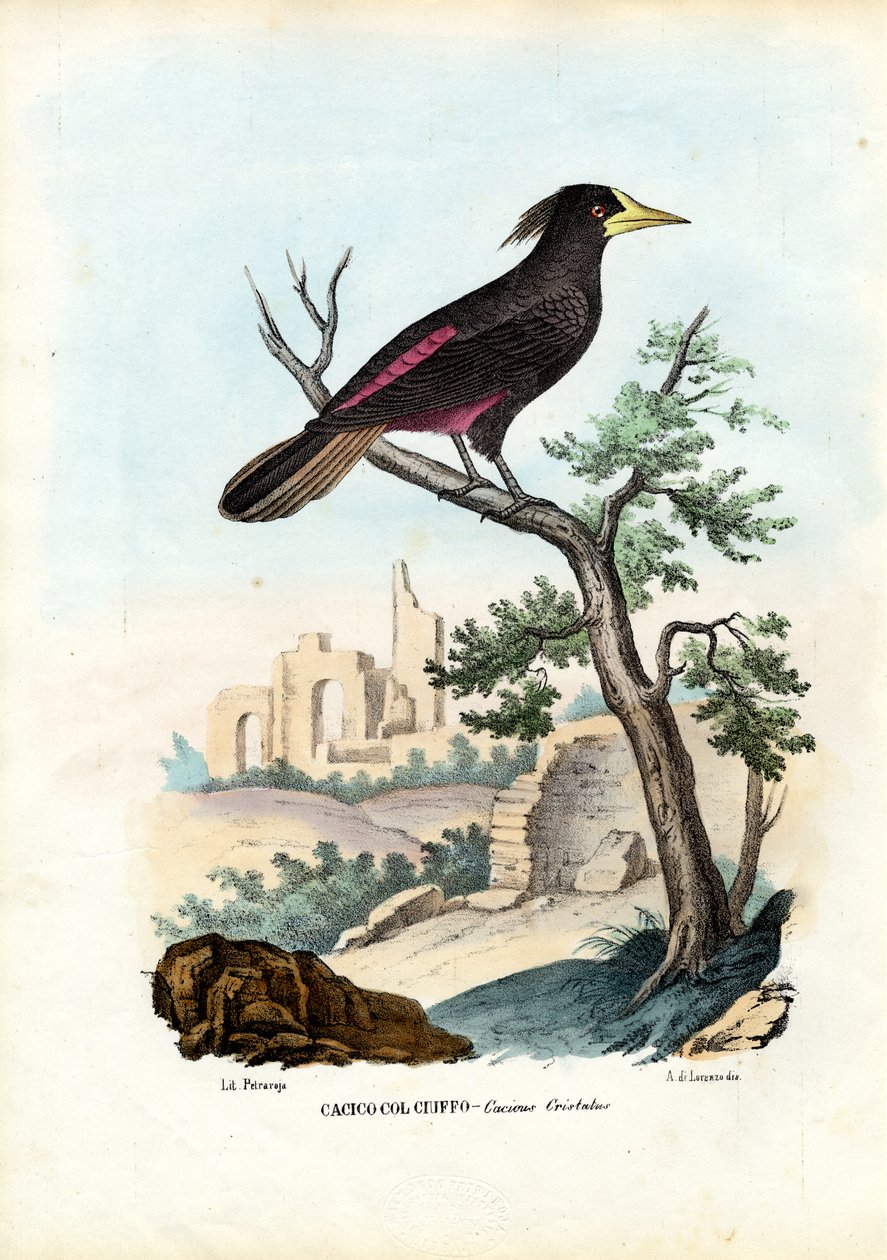 Cacique, 1863-79 da Raimundo Petraroja