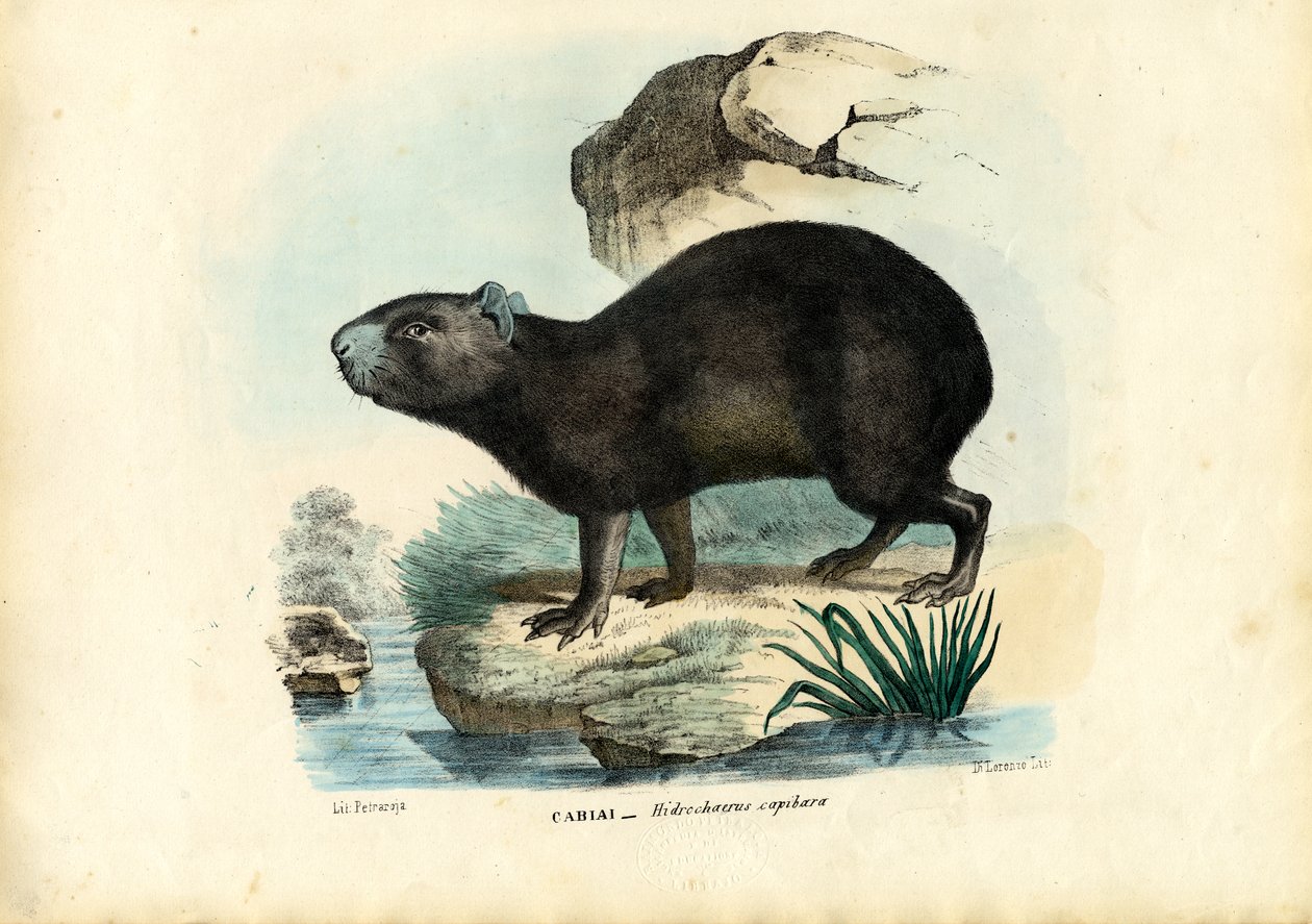 Capibara, 1863-79 da Raimundo Petraroja