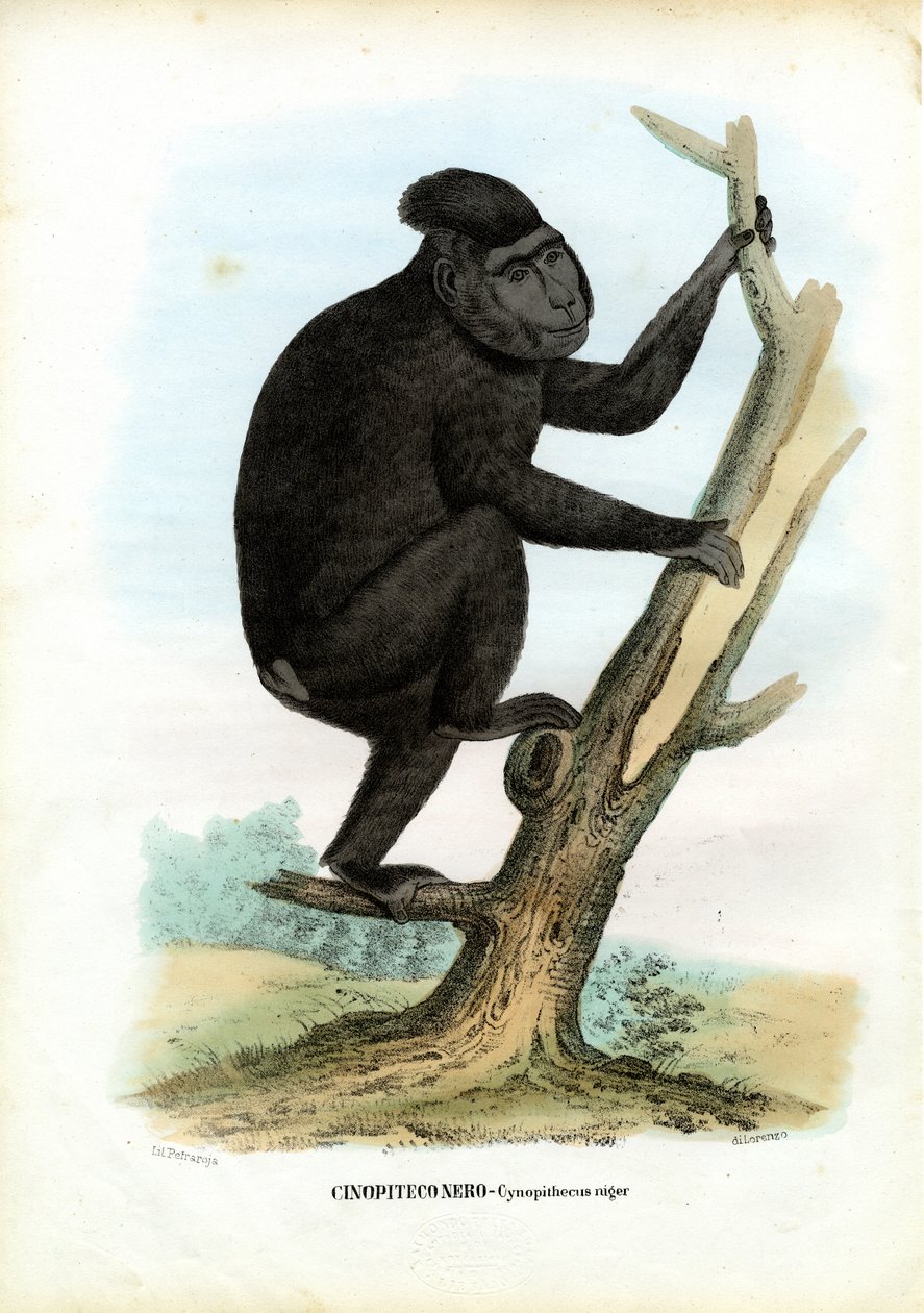 Scimmia di Celebes, 1863-79 da Raimundo Petraroja