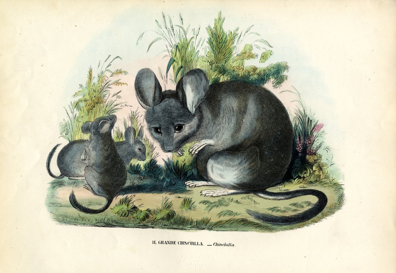 Cincillà, 1863-79 da Raimundo Petraroja