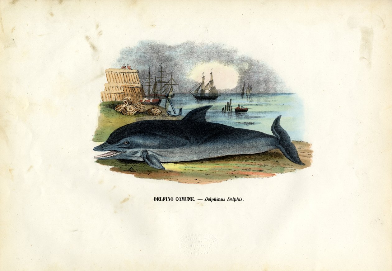 Delfino comune, 1863-79 da Raimundo Petraroja