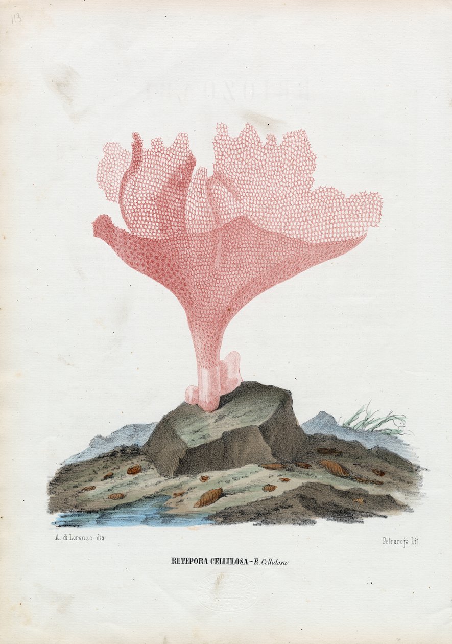 Coralli, 1863-79 da Raimundo Petraroja