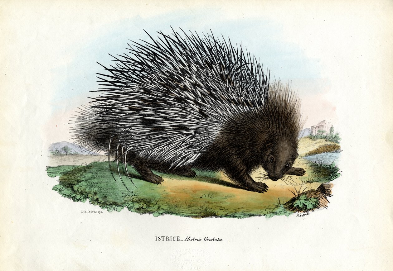 Istrice crestato, 1863-79 da Raimundo Petraroja