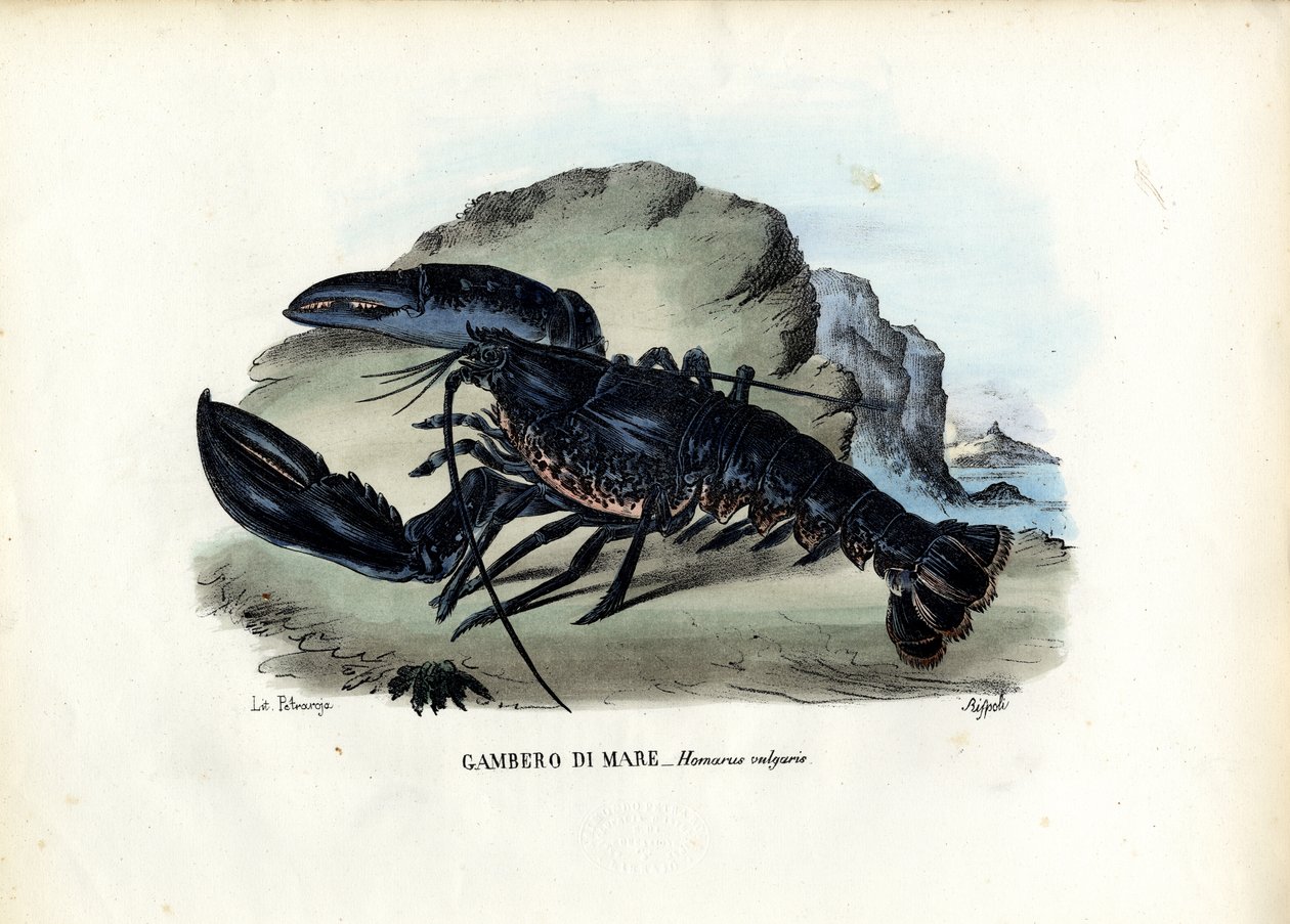 Crostacei, 1863-79 da Raimundo Petraroja