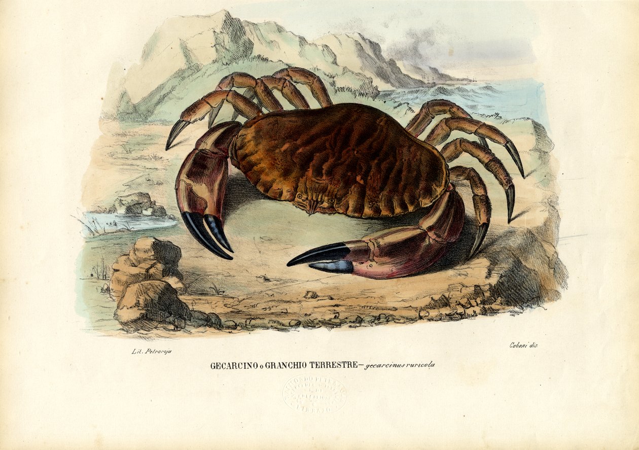 Crostacei, 1863-79 da Raimundo Petraroja