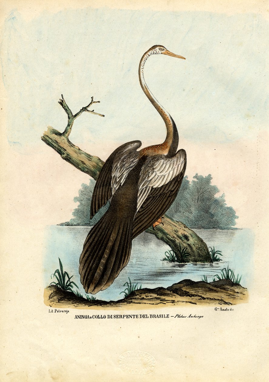 Darter, 1863-79 da Raimundo Petraroja