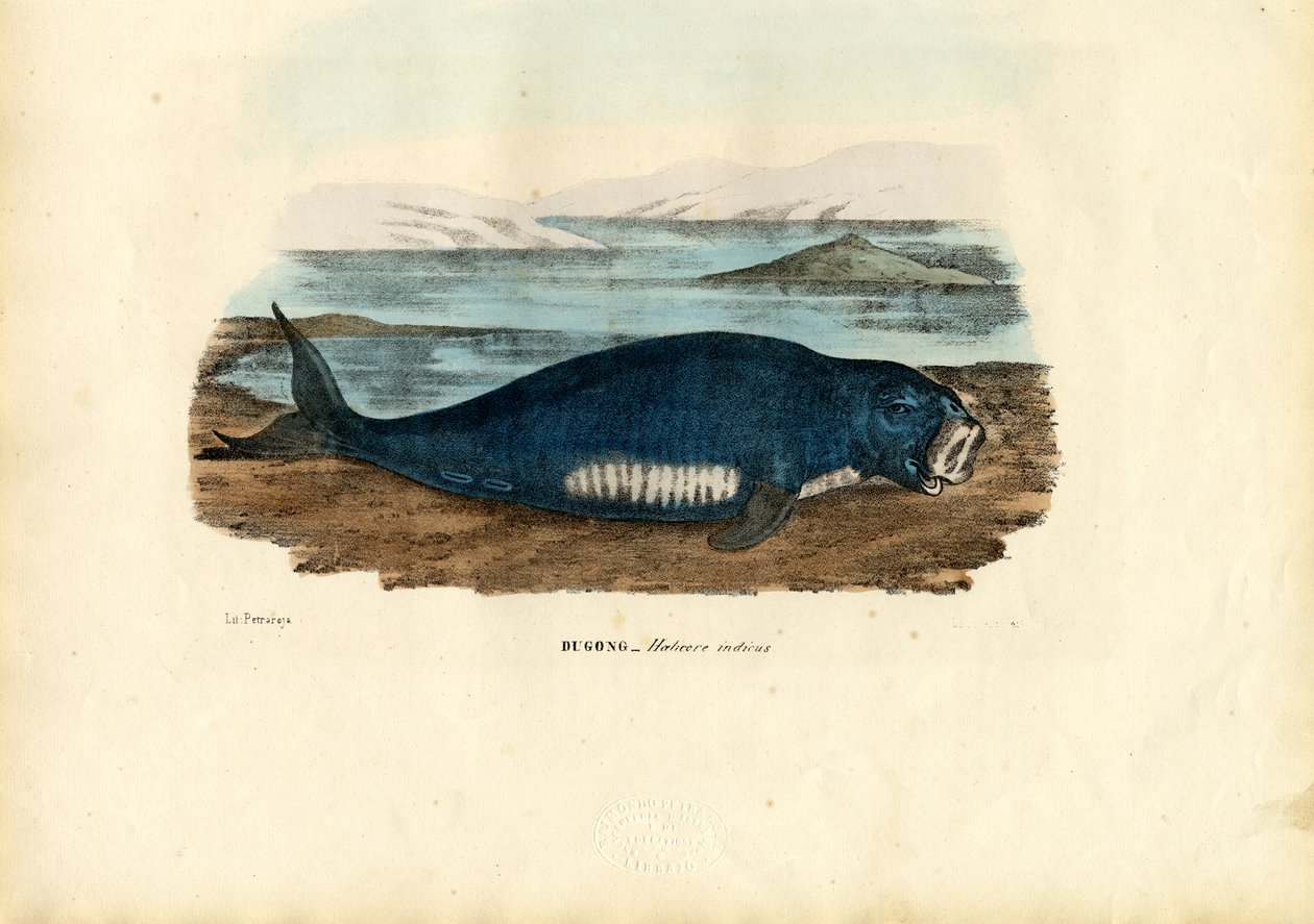 Dugongo, 1863-79 da Raimundo Petraroja