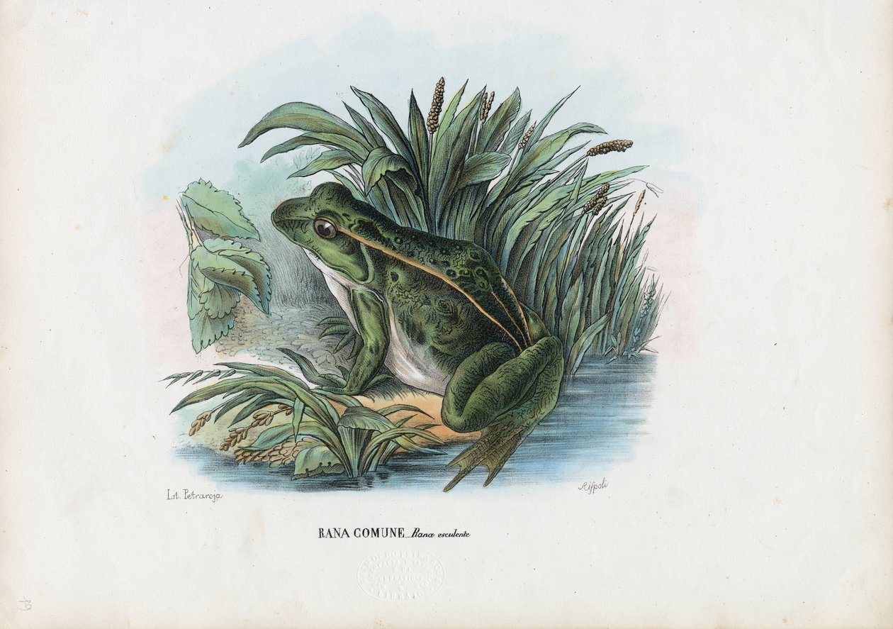 Rana Commestibile, 1863-79 da Raimundo Petraroja