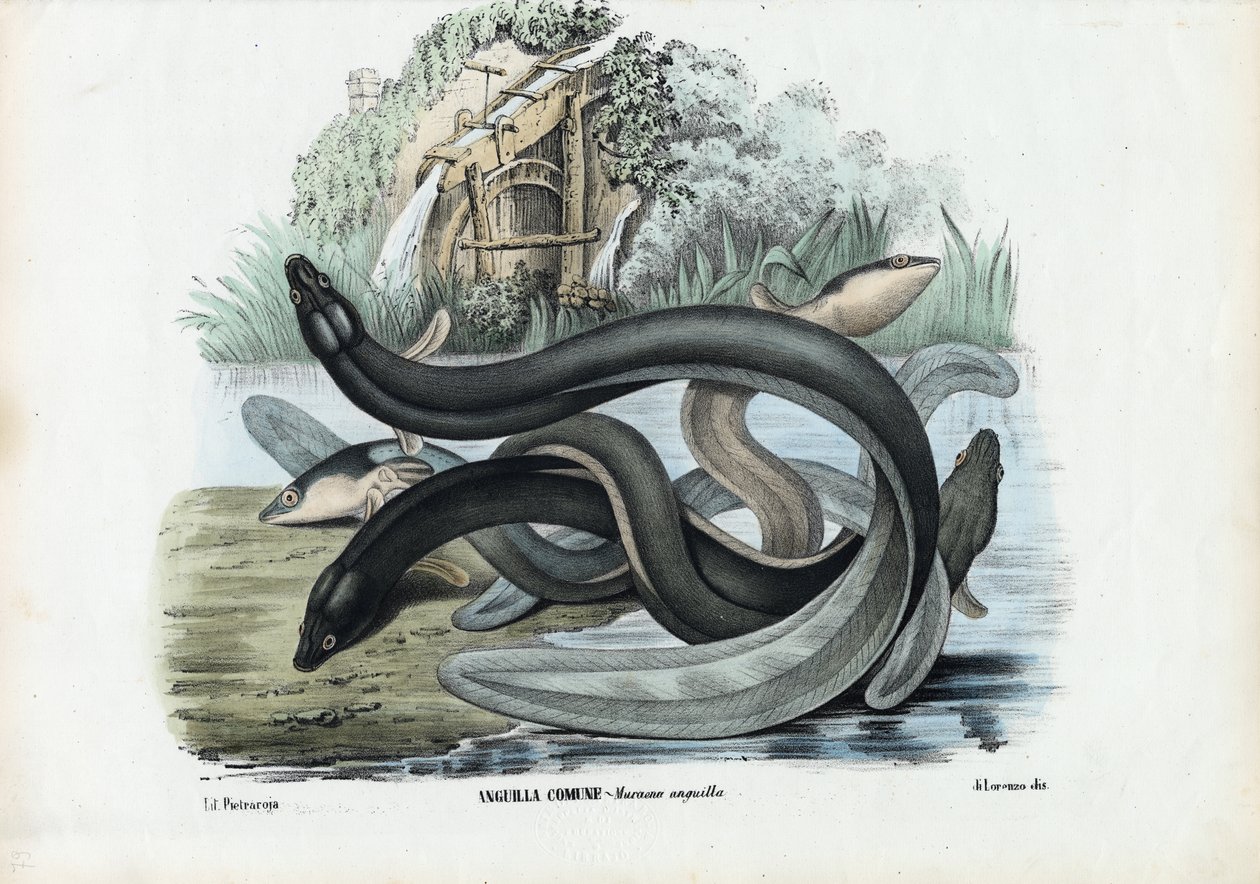 Anguilla, 1863-79 da Raimundo Petraroja