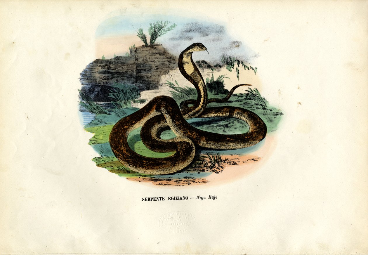 Cobra egiziano, 1863-79 da Raimundo Petraroja