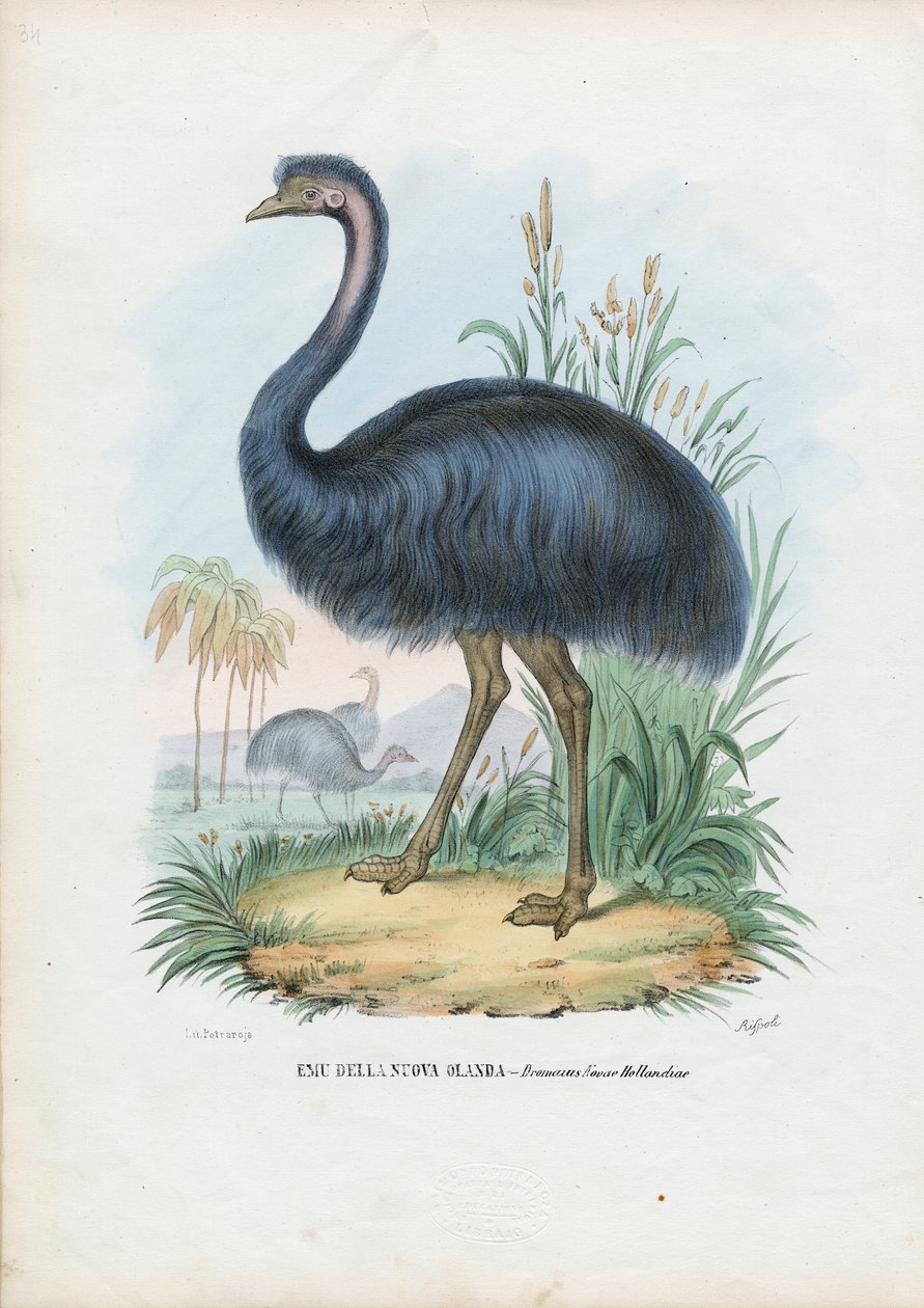 Emù, 1863-79 da Raimundo Petraroja