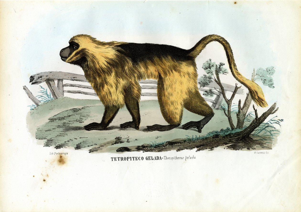 Babbuino Gelada da Raimundo Petraroja