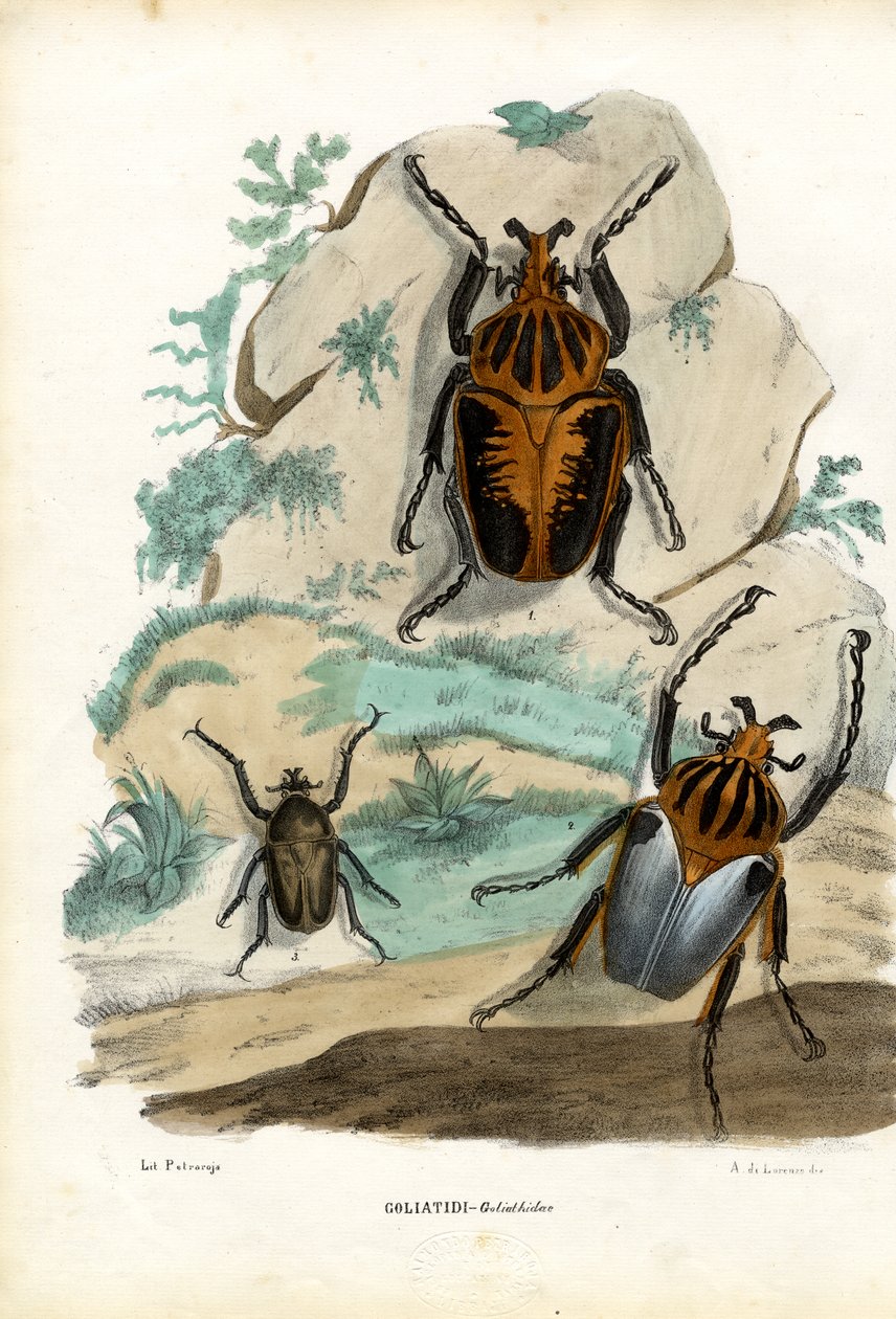 Coleotteri Golia, 1863-79 da Raimundo Petraroja