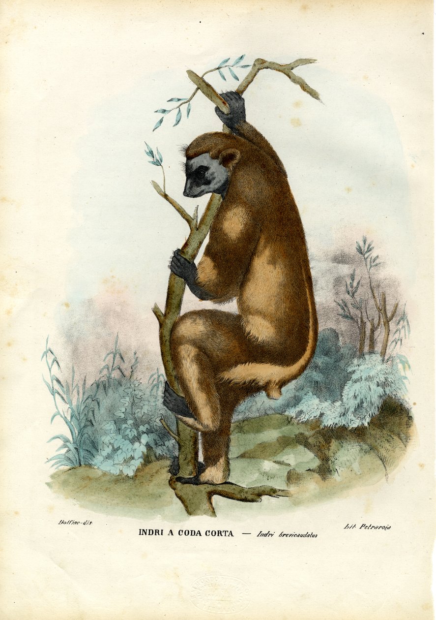 Indri, 1863-79 da Raimundo Petraroja
