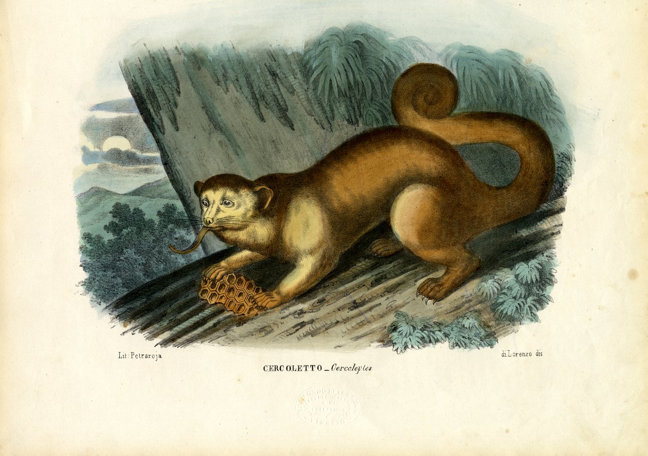 Kinkajou, 1863-79 da Raimundo Petraroja
