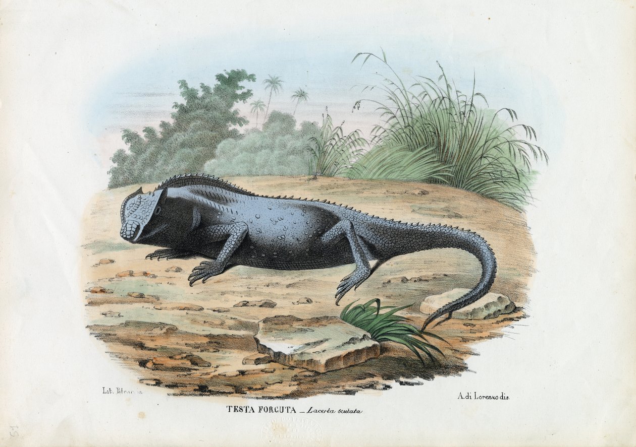 Lucertola, 1863-79 da Raimundo Petraroja