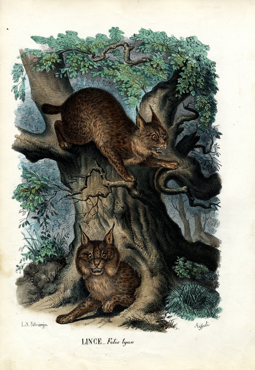 Lince, 1863-79 da Raimundo Petraroja