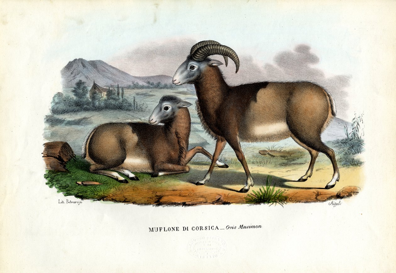 Muflone, 1863-79 da Raimundo Petraroja