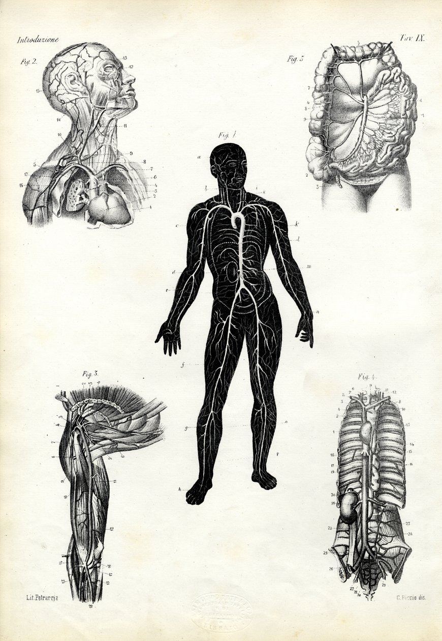 Muscoli, 1863-79 da Raimundo Petraroja