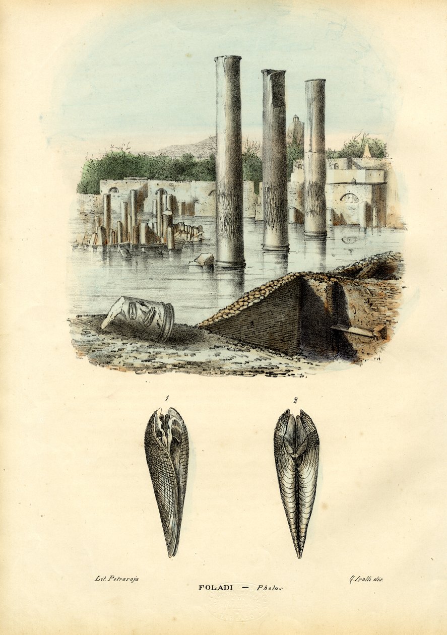 Cozze, 1863-79 da Raimundo Petraroja