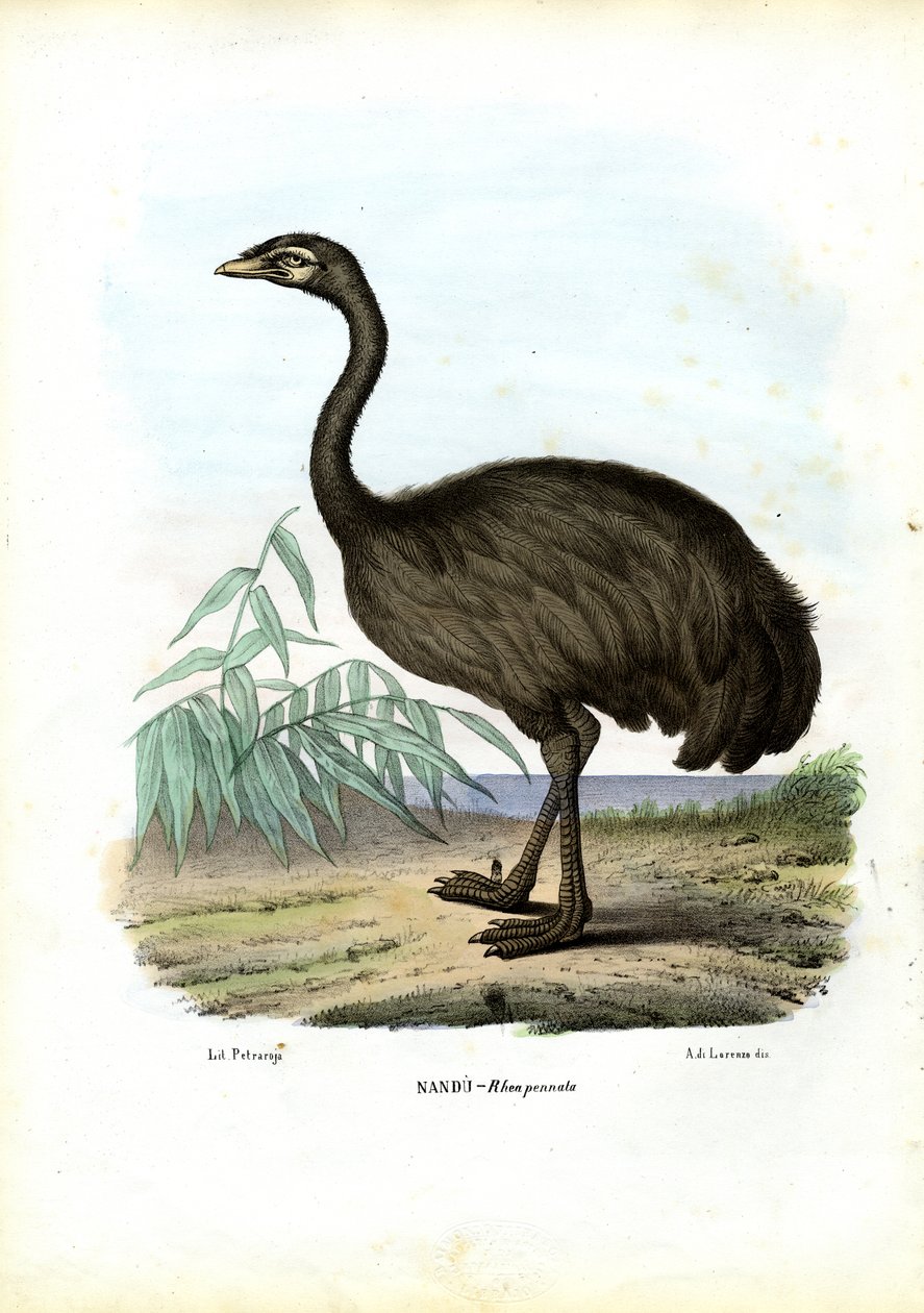 Nandu, 1863-79 da Raimundo Petraroja